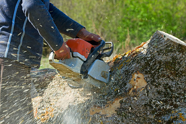Best Emergency Tree Removal  in Houghton Lake, MI